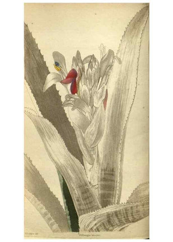 Reproducción/Reproduction 48787649912: The botanical cabinet. London :John & Arthur Arch ...,1817-1833.. 