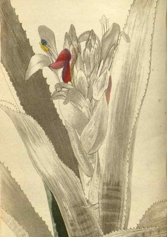 Reproducción/Reproduction 48787649912: The botanical cabinet. London :John & Arthur Arch ...,1817-1833.. 