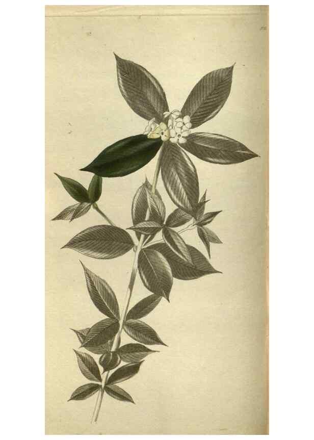 Reproducción/Reproduction 48787134508: The botanical cabinet. London :John & Arthur Arch ...,1817-1833.. 
