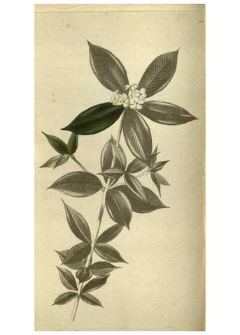 Reproducción/Reproduction 48787134508: The botanical cabinet. London :John & Arthur Arch ...,1817-1833.. 