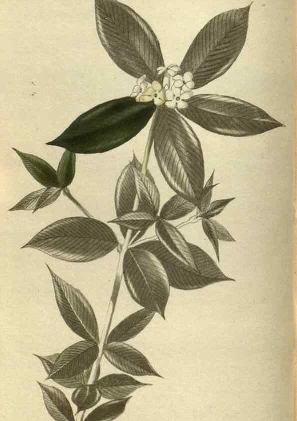 Reproducción/Reproduction 48787134508: The botanical cabinet. London :John & Arthur Arch ...,1817-1833.. 