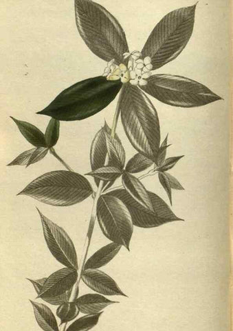 Reproducción/Reproduction 48787134508: The botanical cabinet. London :John & Arthur Arch ...,1817-1833.. 