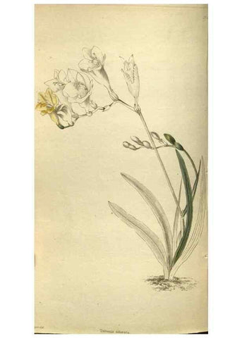 Reproducción/Reproduction 48787650552: The botanical cabinet. London :John & Arthur Arch ...,1817-1833.. 
