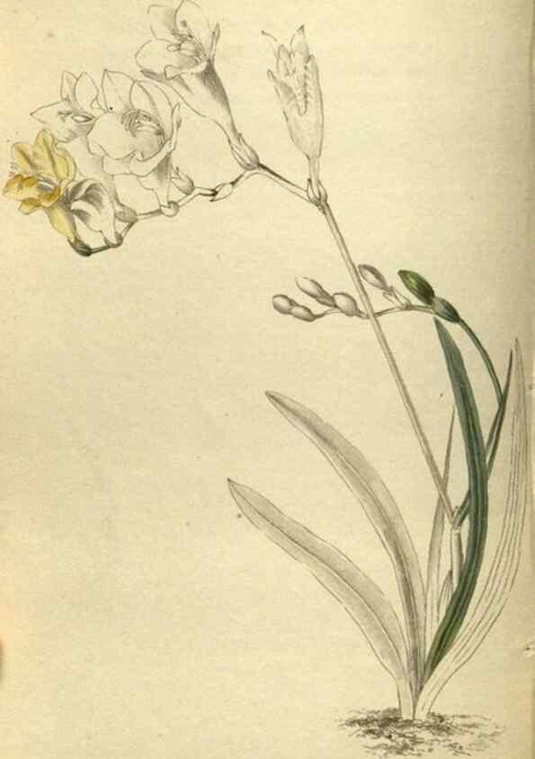 Reproducción/Reproduction 48787650552: The botanical cabinet. London :John & Arthur Arch ...,1817-1833.. 