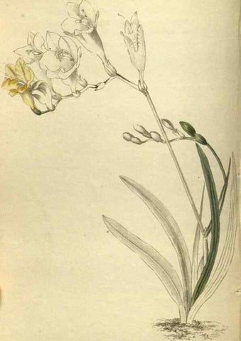 Reproducción/Reproduction 48787650552: The botanical cabinet. London :John & Arthur Arch ...,1817-1833.. 