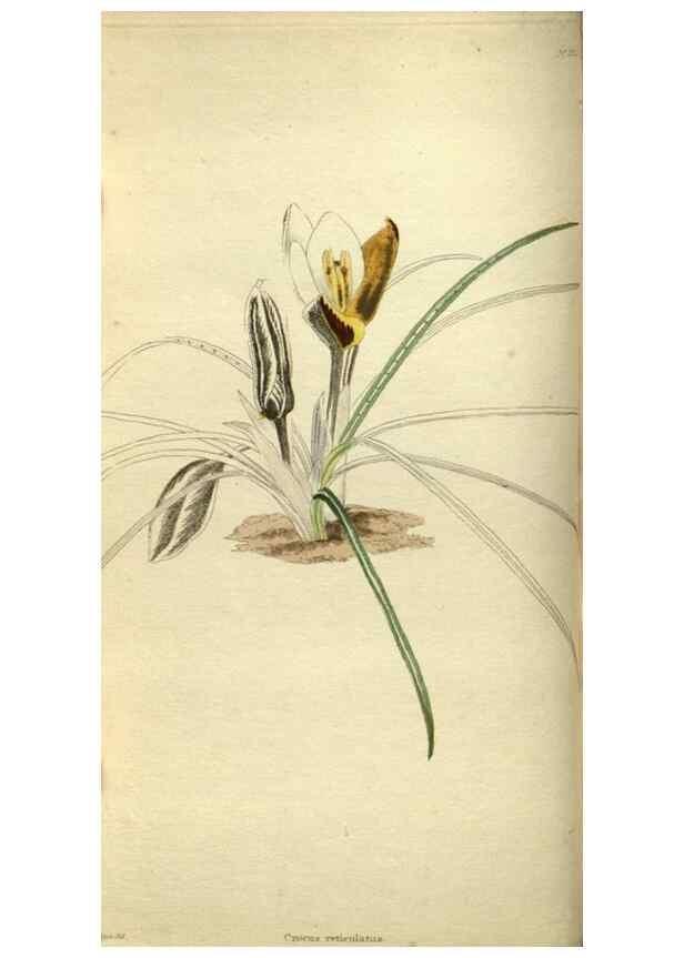 Reproducción/Reproduction 48787497346: The botanical cabinet. London :John & Arthur Arch ...,1817-1833.. 