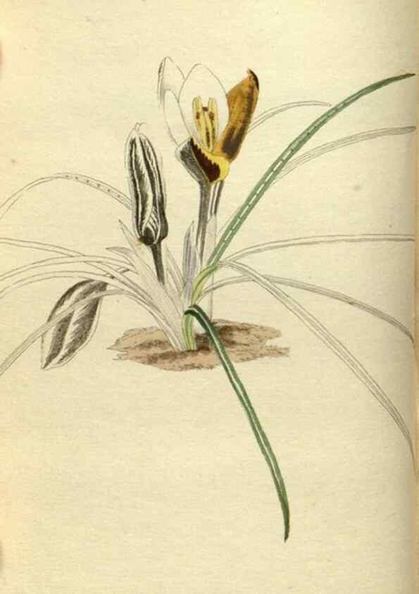 Reproducción/Reproduction 48787497346: The botanical cabinet. London :John & Arthur Arch ...,1817-1833.. 