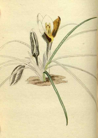 Reproducción/Reproduction 48787497346: The botanical cabinet. London :John & Arthur Arch ...,1817-1833.. 