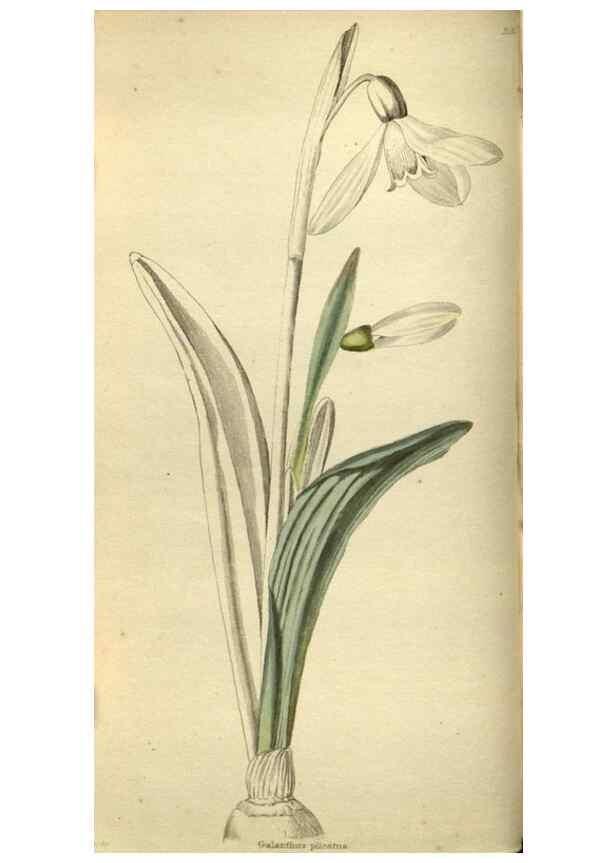 Reproducción/Reproduction 48787651207: The botanical cabinet. London :John & Arthur Arch ...,1817-1833.. 