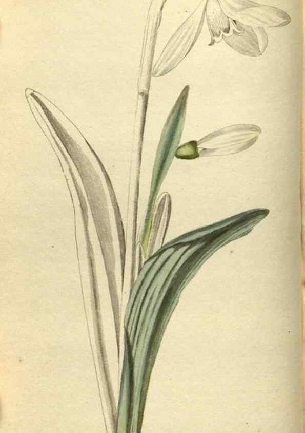 Reproducción/Reproduction 48787651207: The botanical cabinet. London :John & Arthur Arch ...,1817-1833.. 