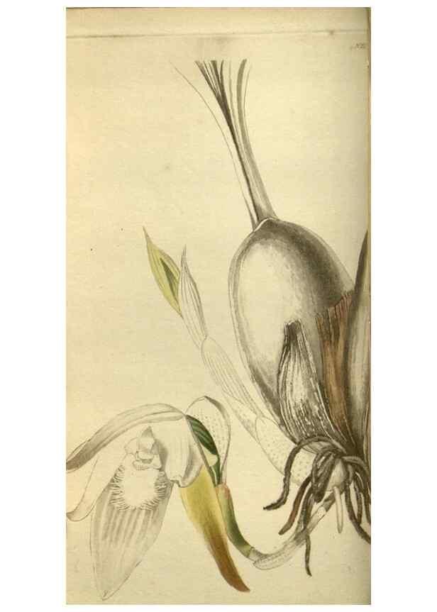 Reproducción/Reproduction 48787651477: The botanical cabinet. London :John & Arthur Arch ...,1817-1833.. 