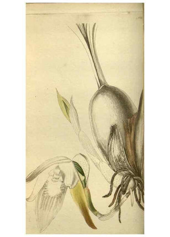 Reproducción/Reproduction 48787651477: The botanical cabinet. London :John & Arthur Arch ...,1817-1833.. 