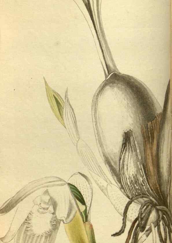 Reproducción/Reproduction 48787651477: The botanical cabinet. London :John & Arthur Arch ...,1817-1833.. 