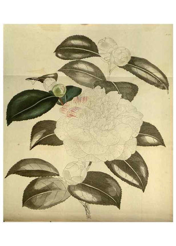 Reproducción/Reproduction 48787651772: The botanical cabinet. London :John & Arthur Arch ...,1817-1833.. 