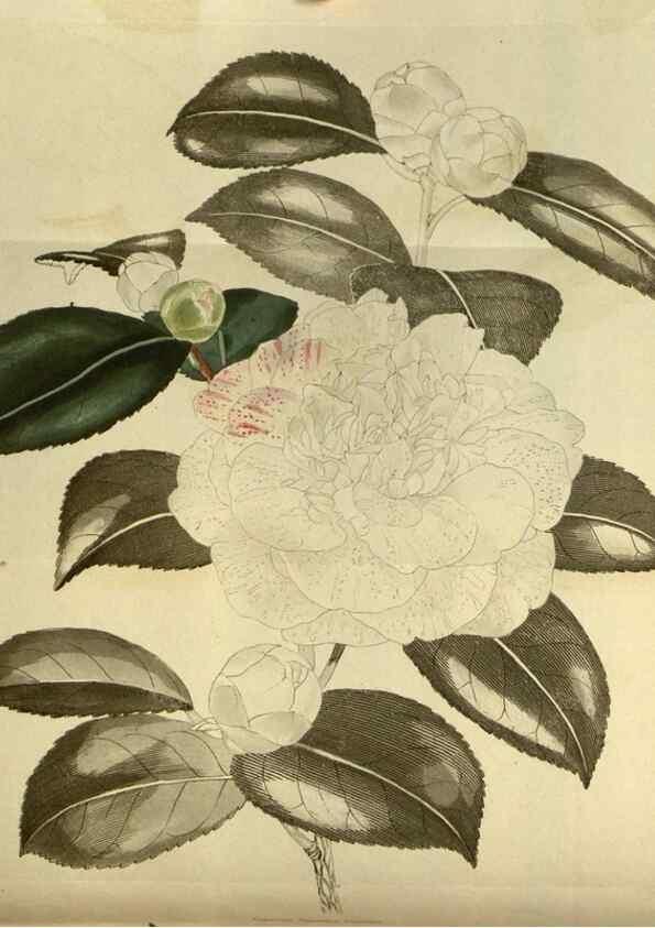 Reproducción/Reproduction 48787651772: The botanical cabinet. London :John & Arthur Arch ...,1817-1833.. 