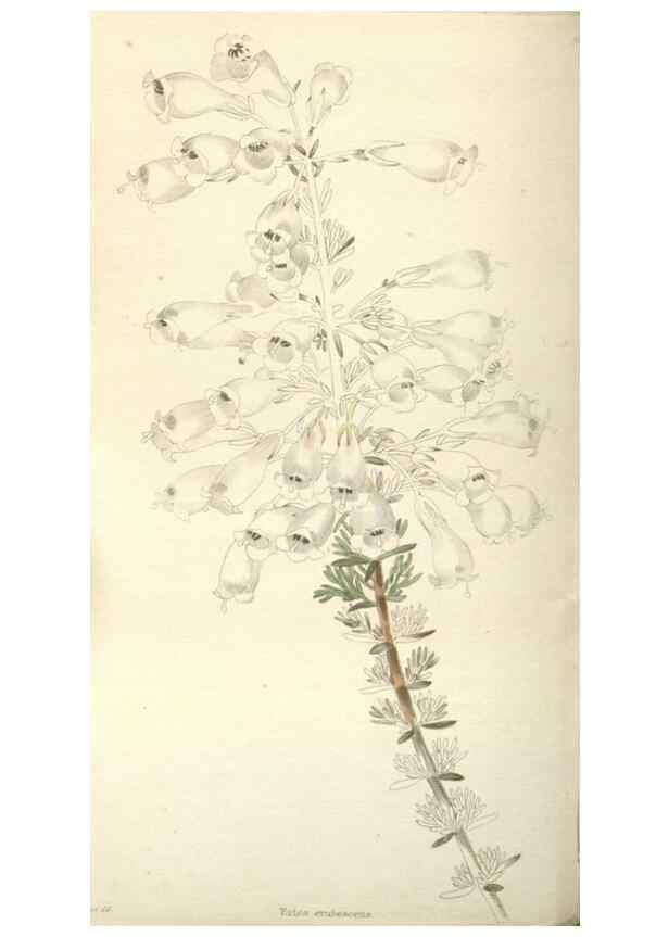Reproducción/Reproduction 48787651952: The botanical cabinet. London :John & Arthur Arch ...,1817-1833.. 