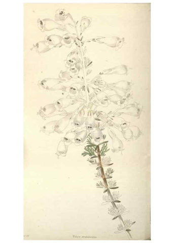 Reproducción/Reproduction 48787651952: The botanical cabinet. London :John & Arthur Arch ...,1817-1833.. 