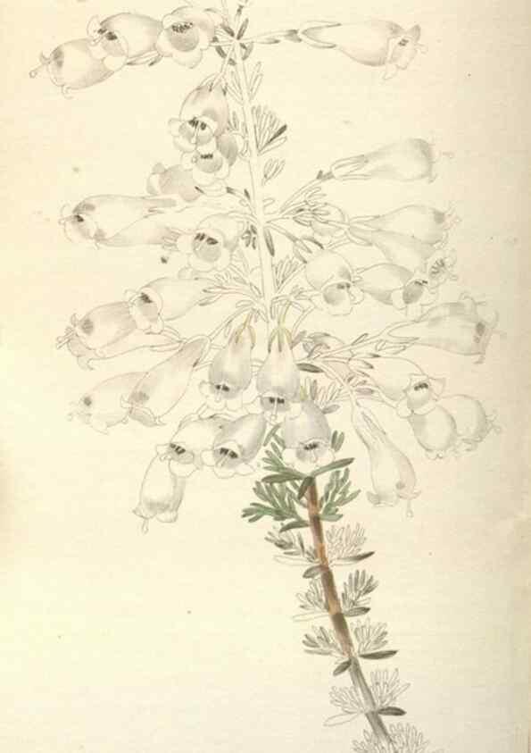 Reproducción/Reproduction 48787651952: The botanical cabinet. London :John & Arthur Arch ...,1817-1833.. 