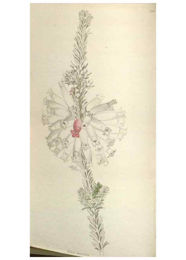 Reproducción/Reproduction 48787138368: The botanical cabinet. London :John & Arthur Arch ...,1817-1833.. 