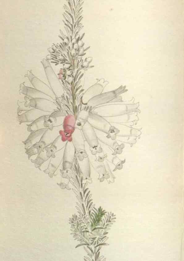 Reproducción/Reproduction 48787138368: The botanical cabinet. London :John & Arthur Arch ...,1817-1833.. 