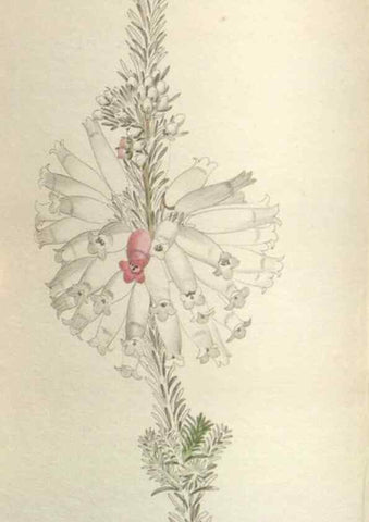 Reproducción/Reproduction 48787138368: The botanical cabinet. London :John & Arthur Arch ...,1817-1833.. 