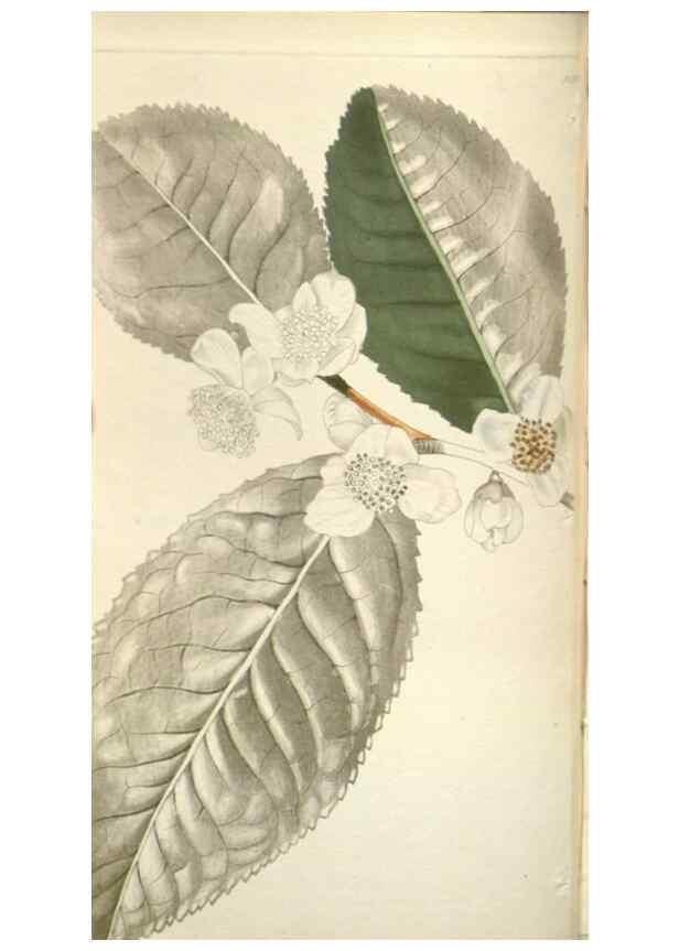Reproducción/Reproduction 48787498646: The botanical cabinet. London :John & Arthur Arch ...,1817-1833.. 