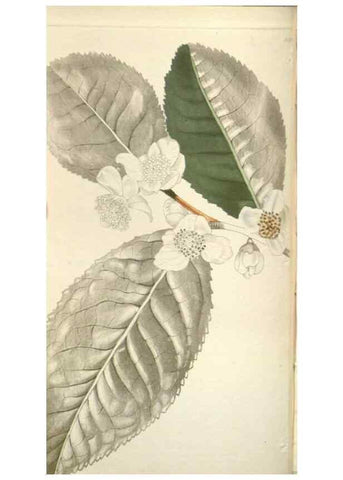 Reproducción/Reproduction 48787498646: The botanical cabinet. London :John & Arthur Arch ...,1817-1833.. 