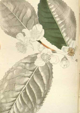 Reproducción/Reproduction 48787498646: The botanical cabinet. London :John & Arthur Arch ...,1817-1833.. 