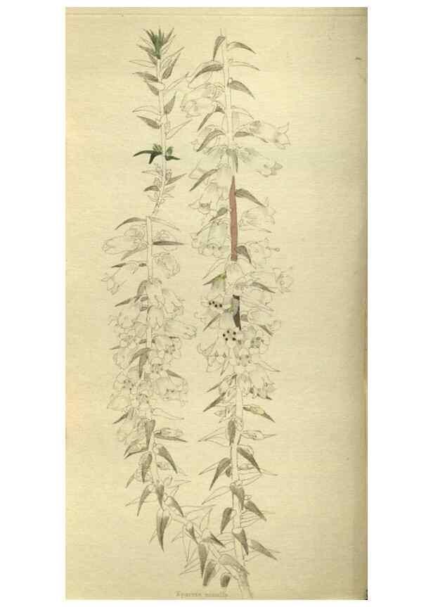 Reproducción/Reproduction 48787650782: The botanical cabinet. London :John & Arthur Arch ...,1817-1833.. 