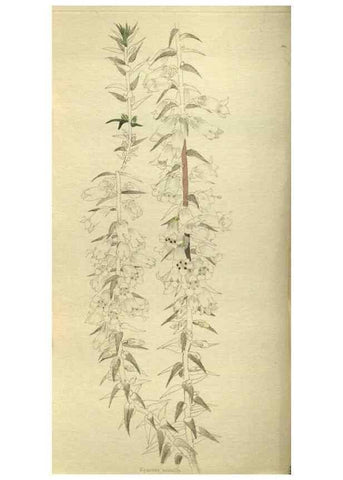 Reproducción/Reproduction 48787650782: The botanical cabinet. London :John & Arthur Arch ...,1817-1833.. 