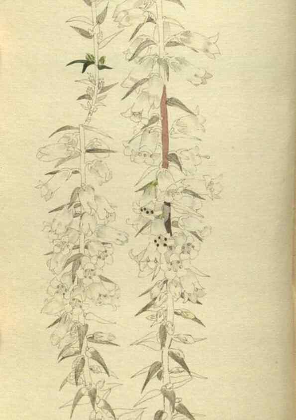 Reproducción/Reproduction 48787650782: The botanical cabinet. London :John & Arthur Arch ...,1817-1833.. 
