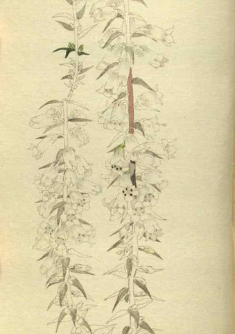 Reproducción/Reproduction 48787650782: The botanical cabinet. London :John & Arthur Arch ...,1817-1833.. 