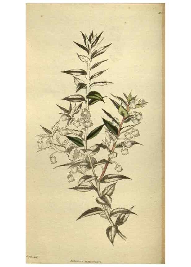 Reproducción/Reproduction 48787656557: The botanical cabinet. London :John & Arthur Arch ...,1817-1833.. 