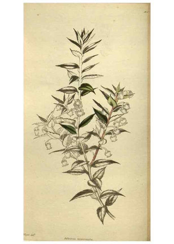 Reproducción/Reproduction 48787656557: The botanical cabinet. London :John & Arthur Arch ...,1817-1833.. 