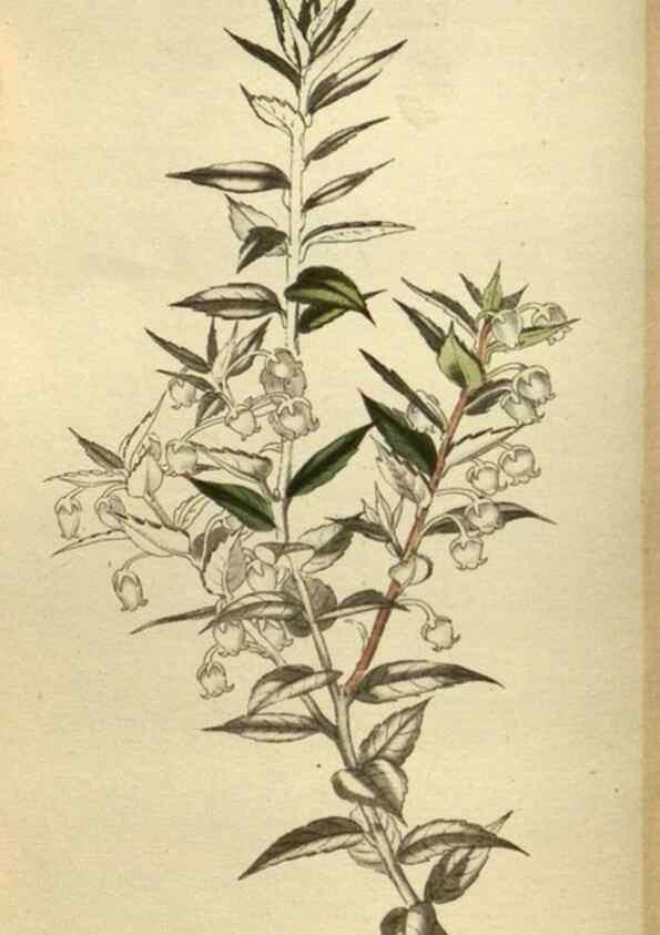 Reproducción/Reproduction 48787656557: The botanical cabinet. London :John & Arthur Arch ...,1817-1833.. 