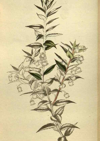 Reproducción/Reproduction 48787656557: The botanical cabinet. London :John & Arthur Arch ...,1817-1833.. 