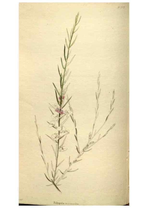 Reproducción/Reproduction 48787594327: The botanical cabinet. London :John & Arthur Arch ...,1817-1833.. 