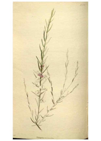 Reproducción/Reproduction 48787594327: The botanical cabinet. London :John & Arthur Arch ...,1817-1833.. 