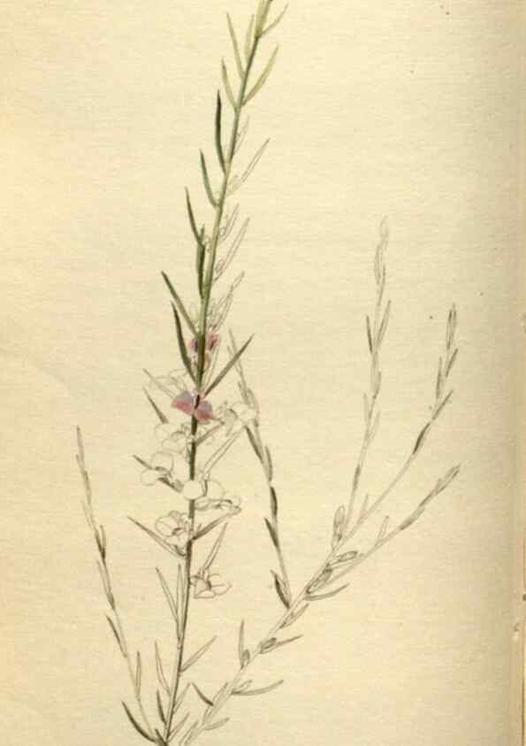 Reproducción/Reproduction 48787594327: The botanical cabinet. London :John & Arthur Arch ...,1817-1833.. 