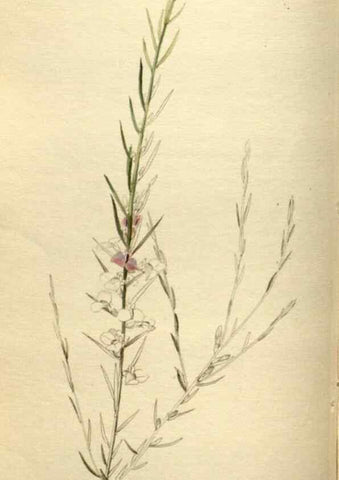 Reproducción/Reproduction 48787594327: The botanical cabinet. London :John & Arthur Arch ...,1817-1833.. 