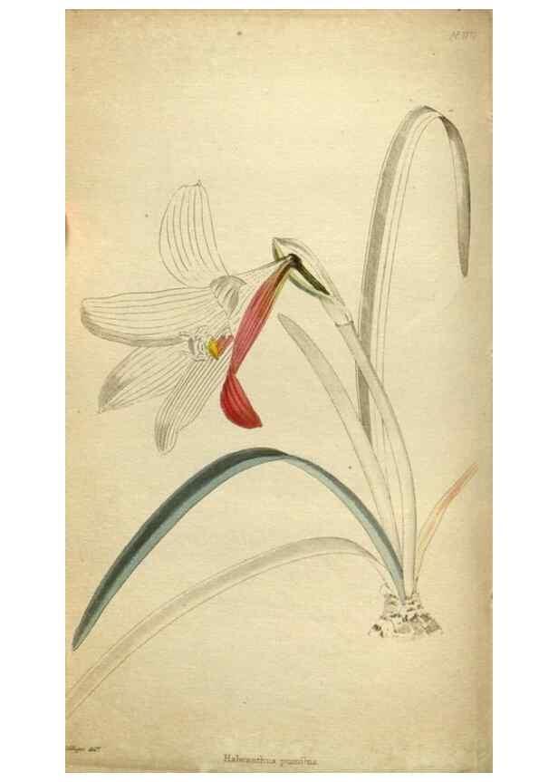Reproducción/Reproduction 48787593847: The botanical cabinet. London :John & Arthur Arch ...,1817-1833.. 