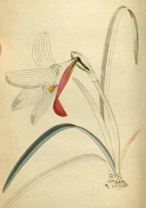Reproducción/Reproduction 48787593847: The botanical cabinet. London :John & Arthur Arch ...,1817-1833.. 