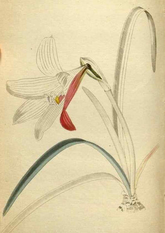 Reproducción/Reproduction 48787593847: The botanical cabinet. London :John & Arthur Arch ...,1817-1833.. 