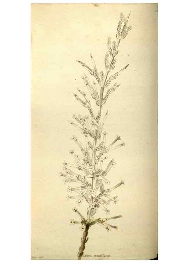 Reproducción/Reproduction 48787066303: The botanical cabinet. London :John & Arthur Arch ...,1817-1833.. 
