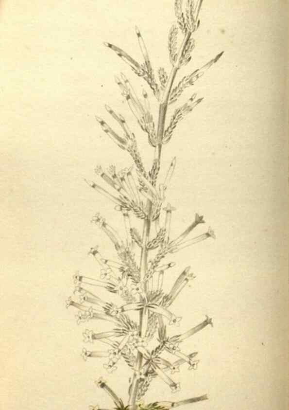 Reproducción/Reproduction 48787066303: The botanical cabinet. London :John & Arthur Arch ...,1817-1833.. 