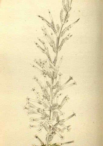 Reproducción/Reproduction 48787066303: The botanical cabinet. London :John & Arthur Arch ...,1817-1833.. 