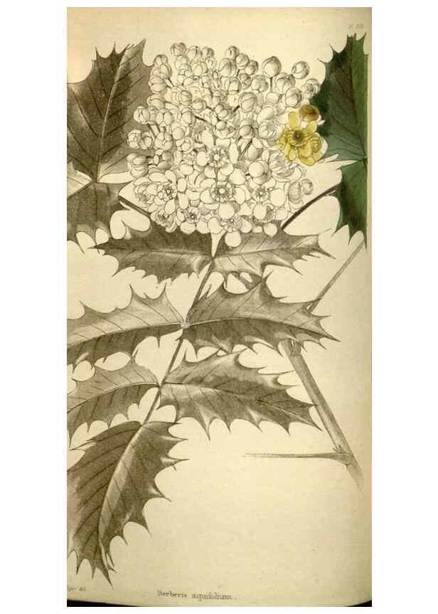 Reproducción/Reproduction 48787426151: The botanical cabinet. London :John & Arthur Arch ...,1817-1833.. 