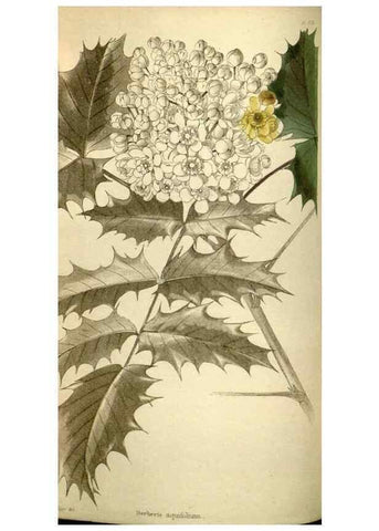 Reproducción/Reproduction 48787426151: The botanical cabinet. London :John & Arthur Arch ...,1817-1833.. 