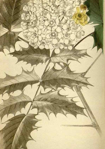 Reproducción/Reproduction 48787426151: The botanical cabinet. London :John & Arthur Arch ...,1817-1833.. 