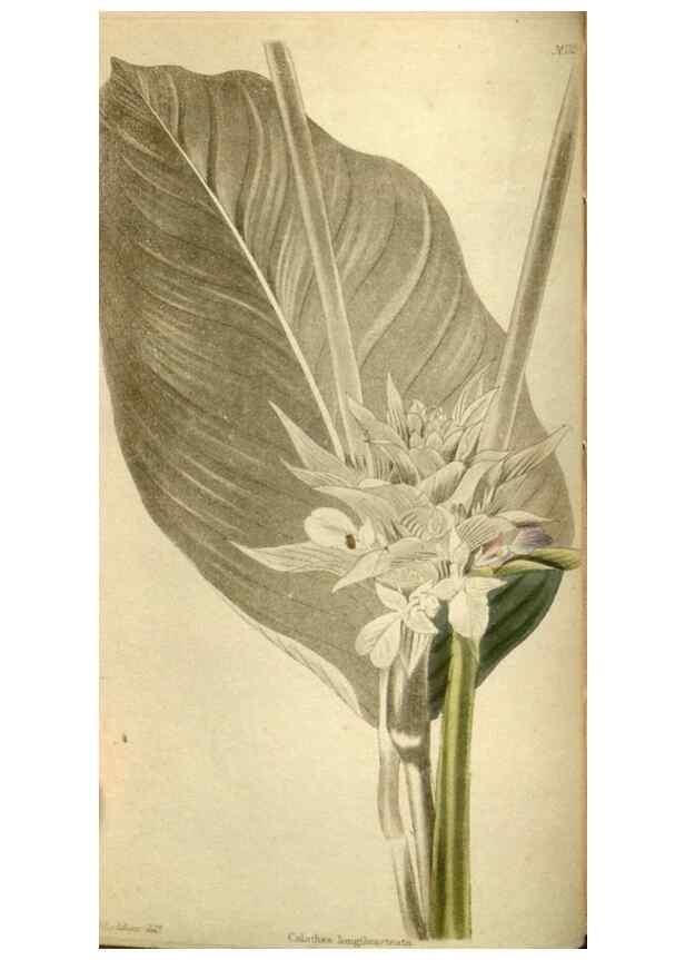 Reproducción/Reproduction 48787426421: The botanical cabinet. London :John & Arthur Arch ...,1817-1833.. 